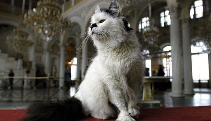 Ruski mačor Ahil predviđa fudbalske rezultate Ruski mačor Ahil predviđa fudbalske rezultate