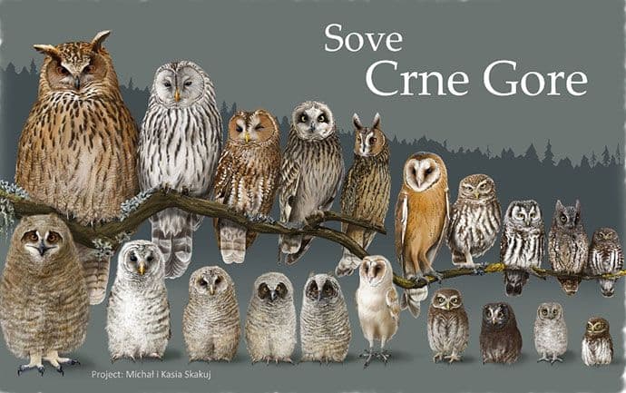 CZIP i CGES vas pozivaju na prvu Noć sova CZIP i CGES vas pozivaju na prvu Noć sova