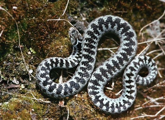 Bjelopoljac preživio ujed šarke Bjelopoljac preživio ujed šarke