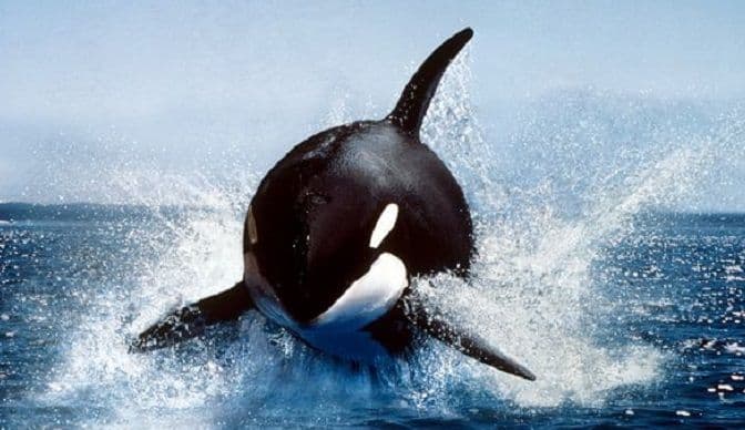 "Bande" kitova ubica haraju vodama Aljaske "Bande" kitova ubica haraju vodama Aljaske