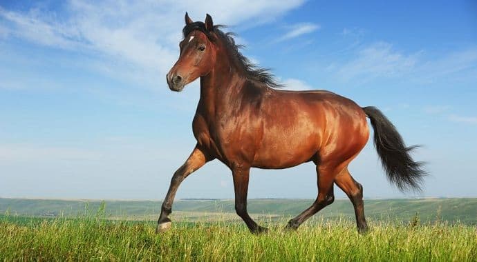 Odbio auto za 18. rođendan i tražio – konja Odbio auto za 18. rođendan i tražio – konja