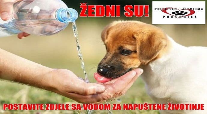 Prijatelji životinja apeluju: Postavi zdjelu sa vodom, žedni su Prijatelji životinja apeluju: Postavi zdjelu sa vodom, žedni su