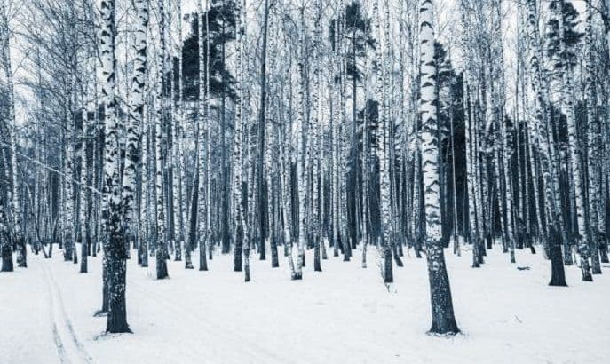 Godina kada ljeto uopšte nije došlo Godina kada ljeto uopšte nije došlo