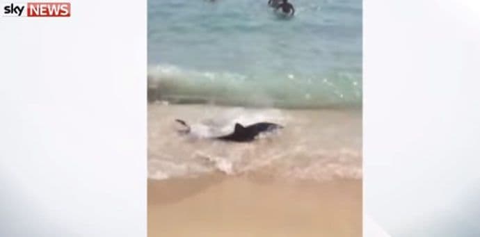 Na Majorki evakuisano nekoliko plaža zbog ajkule (VIDEO) Na Majorki evakuisano nekoliko plaža zbog ajkule (VIDEO)