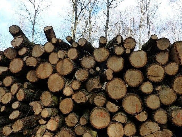 Krivična prijava protiv šumara, oštetio državu za 54.000 eura Krivična prijava protiv šumara, oštetio državu za 54.000 eura