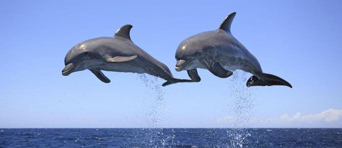 Meksikanci angažuju delfine za spašavanje ugrožene vrste Meksikanci angažuju delfine za spašavanje ugrožene vrste