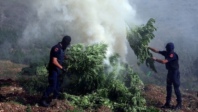 Albanska policija uništila 576 plantaža kanabisa Albanska policija uništila 576 plantaža kanabisa