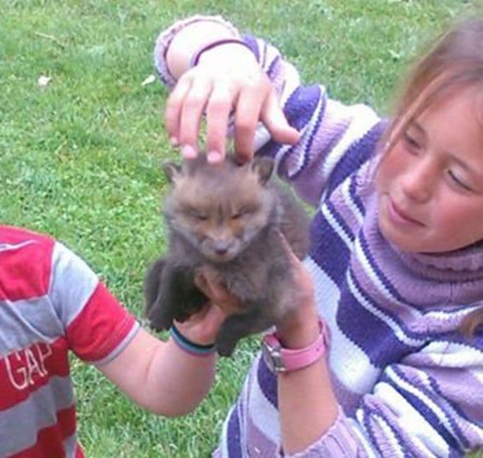 Mekićima lisica kućni ljubimac Mekićima lisica kućni ljubimac