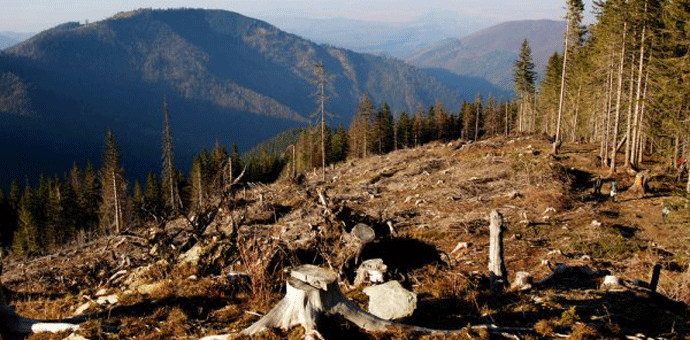 Struka ćuti, šumokradice ,,rade“ Struka ćuti, šumokradice ,,rade“
