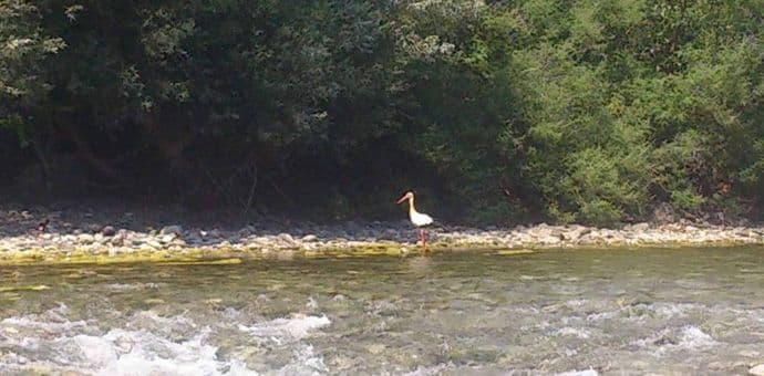 Rode konačno i u Podgorici (FOTO) Rode konačno i u Podgorici (FOTO)