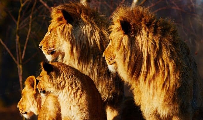 Šesto istrebljenje vrsta je počelo: Razmjera još nismo svjesni Šesto istrebljenje vrsta je počelo: Razmjera još nismo svjesni