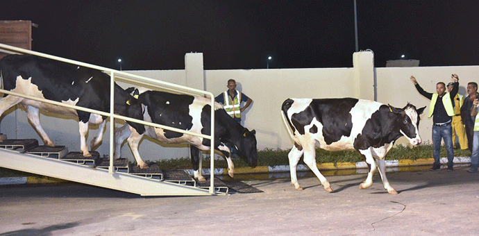 Katar krave dopremio avionom da se spasi od embarga Katar krave dopremio avionom da se spasi od embarga