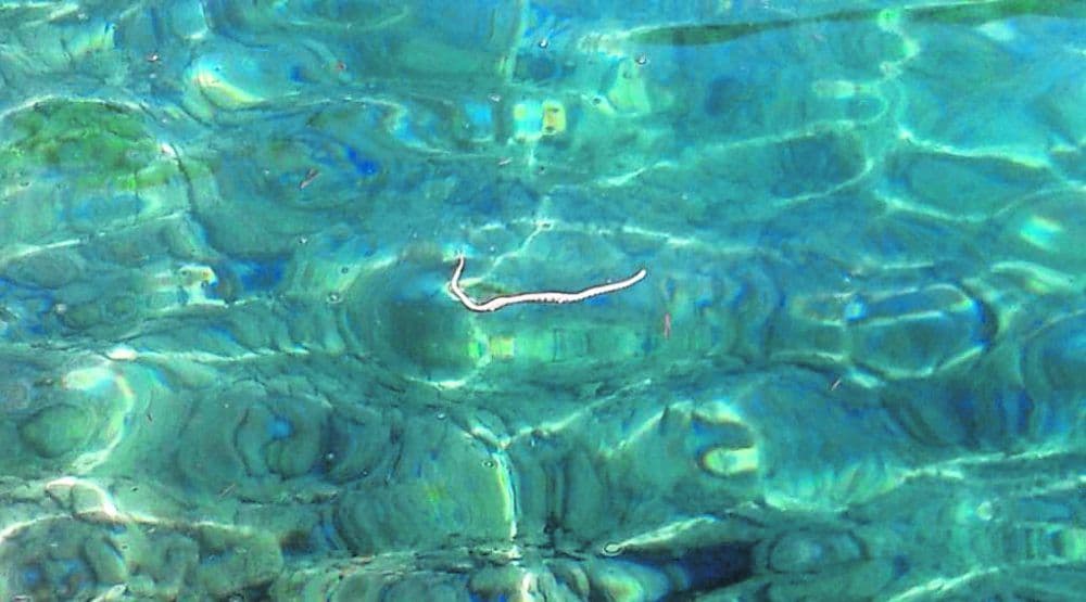 Bar: Na Velikom pijesku našli zmiju u vodi Bar: Na Velikom pijesku našli zmiju u vodi