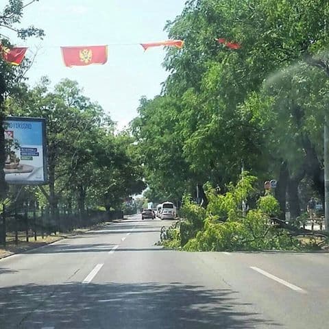 Bulevar Svetog Petra Cetinjskog: Vjetar oborio stablo Bulevar Svetog Petra Cetinjskog: Vjetar oborio stablo