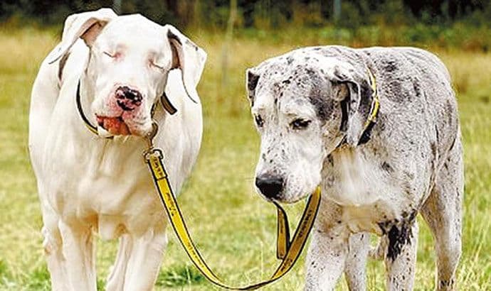 Otpisali su je svi osim psa Medisona Otpisali su je svi osim psa Medisona