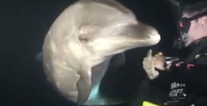 Delfin doplivao do ronioca i zamolio ga za pomoć (VIDEO) Delfin doplivao do ronioca i zamolio ga za pomoć (VIDEO)