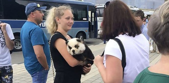 Ofarbao psa kao pandu, pa naplaćivao turistima fotografisanje Ofarbao psa kao pandu, pa naplaćivao turistima fotografisanje
