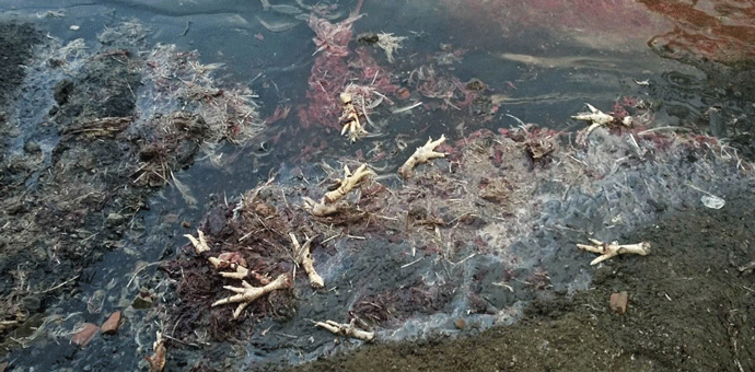 Inspektor za vode o otpadu u Limu: Nadležna veterinarska inspekcija Inspektor za vode o otpadu u Limu: Nadležna veterinarska inspekcija