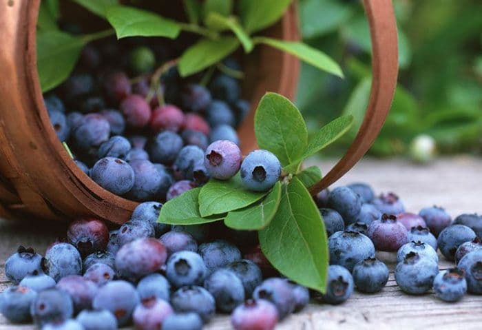 Dani borovnice u Budvi: Sa obale Visitora do obale Jadrana Dani borovnice u Budvi: Sa obale Visitora do obale Jadrana