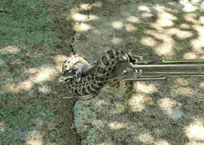 Herceg Novi: Iz kuće vatrogasci izvukli ogromnu zmiju otrovnicu Herceg Novi: Iz kuće vatrogasci izvukli ogromnu zmiju otrovnicu