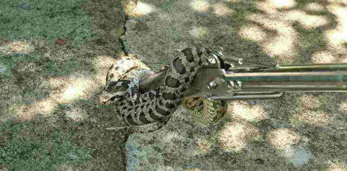 Vatrogasci u HN nijesu iznijeli šarku, već smuka Vatrogasci u HN nijesu iznijeli šarku, već smuka