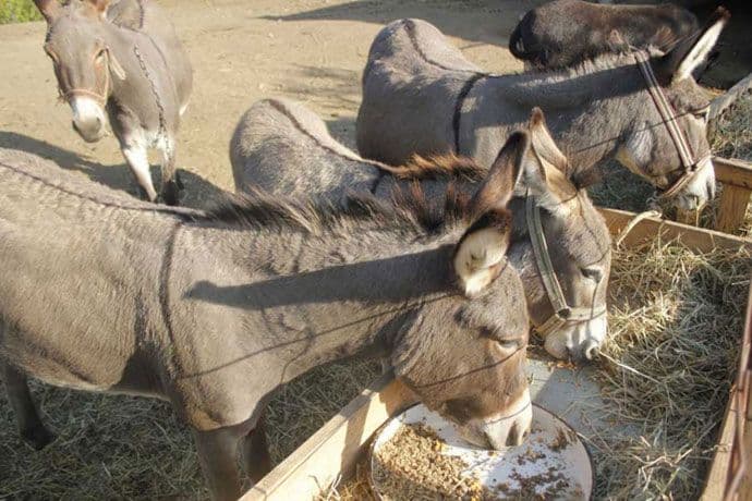 Farma magaraca Martinići u magazinu "Lonely planet" Farma magaraca Martinići u magazinu "Lonely planet"