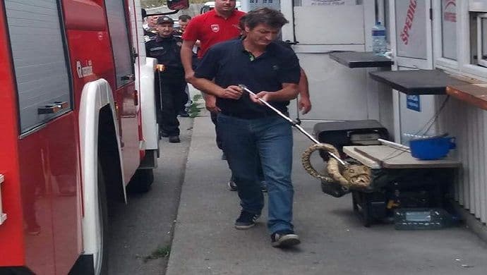 VIDEO: Uhvaćena crvenorepa boa na graničnom prelazu Dobrakovo VIDEO: Uhvaćena crvenorepa boa na graničnom prelazu Dobrakovo