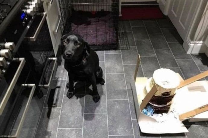 Labrador pojeo trospratnu tortu jutro pred svadbu Labrador pojeo trospratnu tortu jutro pred svadbu