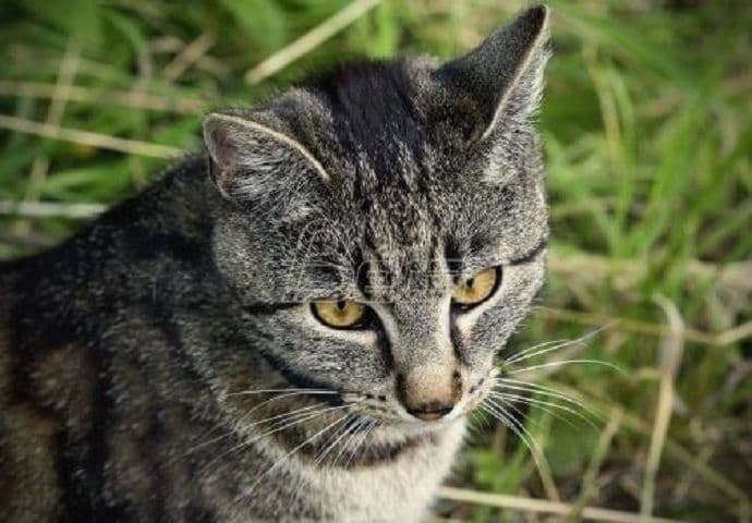 Kućni ljubimci dobri za mentalno zdravlje Kućni ljubimci dobri za mentalno zdravlje