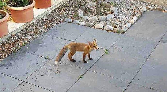 Mladunče lisice u dvorištu kuće pod Goricom (Foto) Mladunče lisice u dvorištu kuće pod Goricom (Foto)