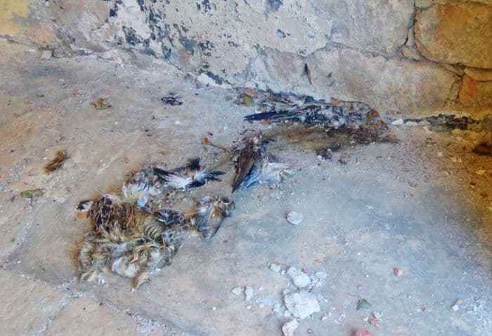 Ko je kriv za pomor galebova na Mamuli? Ko je kriv za pomor galebova na Mamuli?