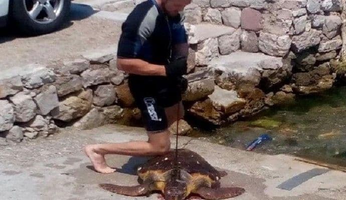 Tužilaštvo formiralo predmet zbog mučenja i ubijanja kornjače Tužilaštvo formiralo predmet zbog mučenja i ubijanja kornjače