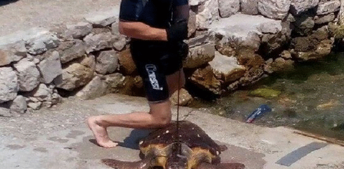 Kotoraninu zbog ubijanja morske kornjače prijeti zatvor do pet godina Kotoraninu zbog ubijanja morske kornjače prijeti zatvor do pet godina