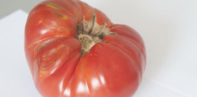 Rekord iz plastenika u Kolašinu: Paradajz težak skoro kilogram Rekord iz plastenika u Kolašinu: Paradajz težak skoro kilogram