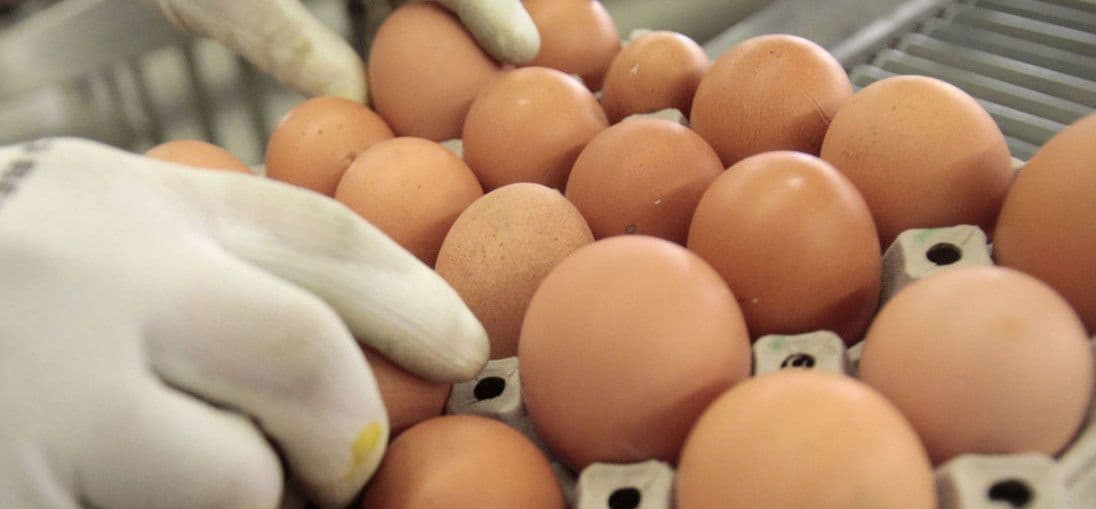 Vanredni sastanak EK zbog skandala sa jajima Vanredni sastanak EK zbog skandala sa jajima