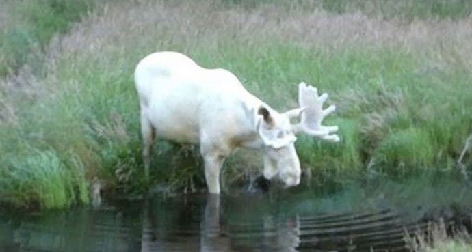 Rijetki bijeli los snimljen u Švedskoj (VIDEO) Rijetki bijeli los snimljen u Švedskoj (VIDEO)