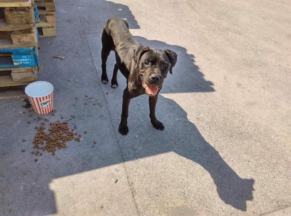 Sjutra protest zbog vješanja psa Sjutra protest zbog vješanja psa