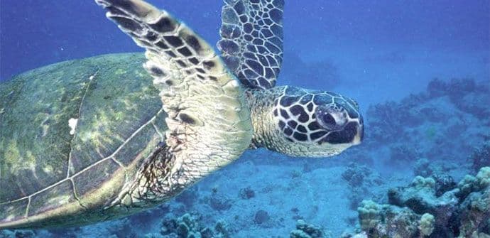 ISTRAŽIVANJE NAFTE: Mogu biti ugroženi kitovi, morske kornjače, riblja ikra… ISTRAŽIVANJE NAFTE: Mogu biti ugroženi kitovi, morske kornjače, riblja ikra…