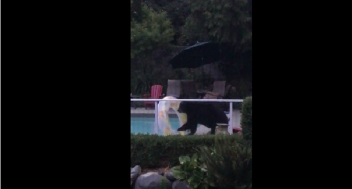 Medvjed sa gumom za kupanje uživa u dvorištu kuće (VIDEO) Medvjed sa gumom za kupanje uživa u dvorištu kuće (VIDEO)