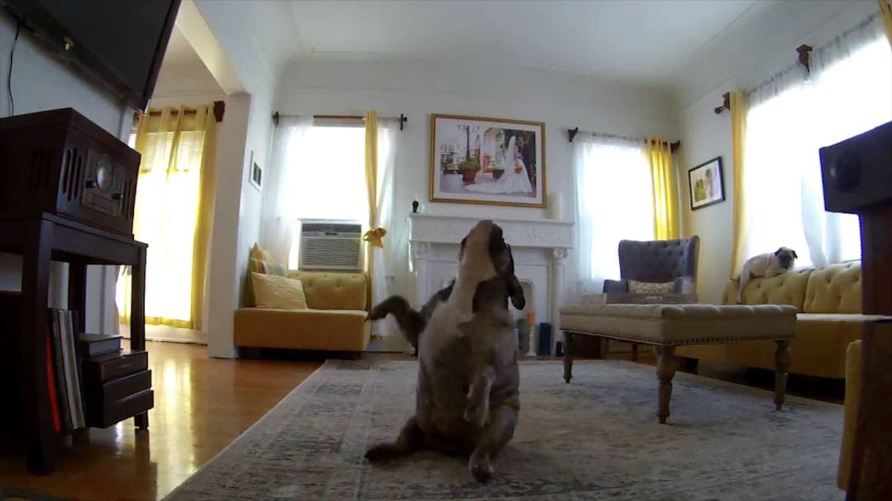 Što rade psi kada vlasnici izađu iz kuće (VIDEO) Što rade psi kada vlasnici izađu iz kuće (VIDEO)