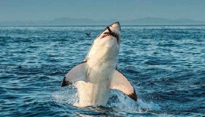 Panika na plaži: Napad ajkule pred stotinama kupača (VIDEO) Panika na plaži: Napad ajkule pred stotinama kupača (VIDEO)