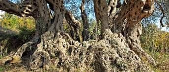 Bar: Maslinarima na raspolaganju 30 hiljada eura Bar: Maslinarima na raspolaganju 30 hiljada eura