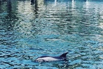 Mame delfini dojenjem "truju" svoje bebe Mame delfini dojenjem "truju" svoje bebe