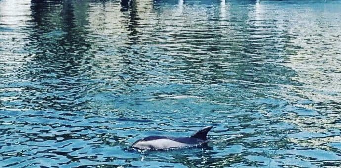 Porto Montenegro: Delfin među jahtama Porto Montenegro: Delfin među jahtama