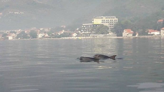 Delfini u Boki obradovali mještane i turiste Delfini u Boki obradovali mještane i turiste