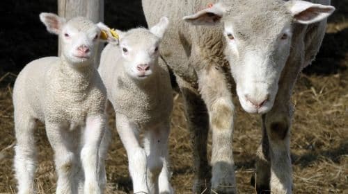 Vlada podržala organizovan otkup jagnjadi Vlada podržala organizovan otkup jagnjadi