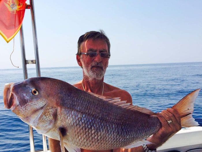 Čedo Odalović i Željko Kokeza na pendulu izvukli zubaca od 7,3 kg Čedo Odalović i Željko Kokeza na pendulu izvukli zubaca od 7,3 kg