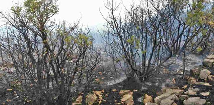 Luštica: Pod kontrolom najopasniji požar ovoga ljeta Luštica: Pod kontrolom najopasniji požar ovoga ljeta