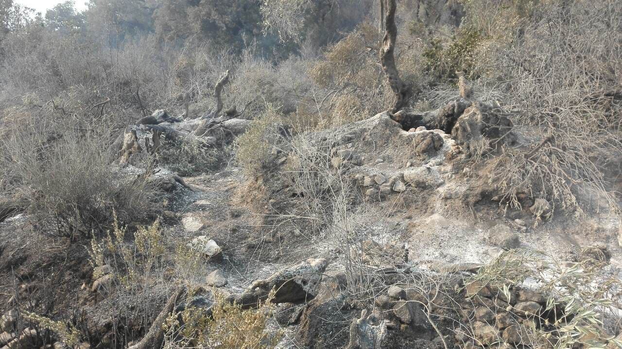 Više od tri stotine stabala viševjekovnih maslina stradalo u požaru Više od tri stotine stabala viševjekovnih maslina stradalo u požaru