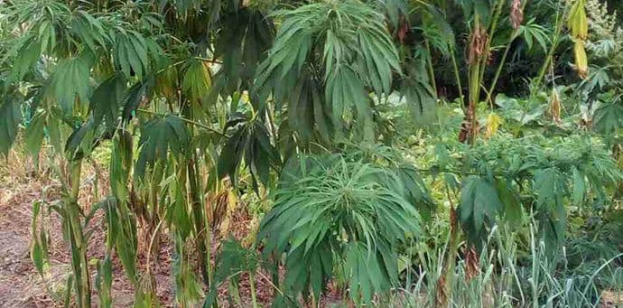 Majka i sin u Pljevljima gajili marihuanu Majka i sin u Pljevljima gajili marihuanu